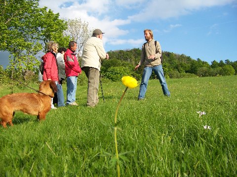 Blühende Trollblumen auf den Geisingbergwiesen